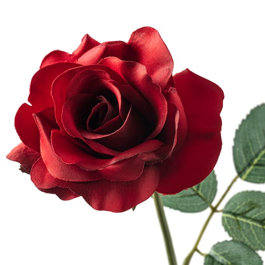 Princess Rose by Ashland